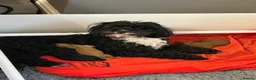 Cavapoo dogs for sale: Health Tested F1b Cavapoos - Advert 21