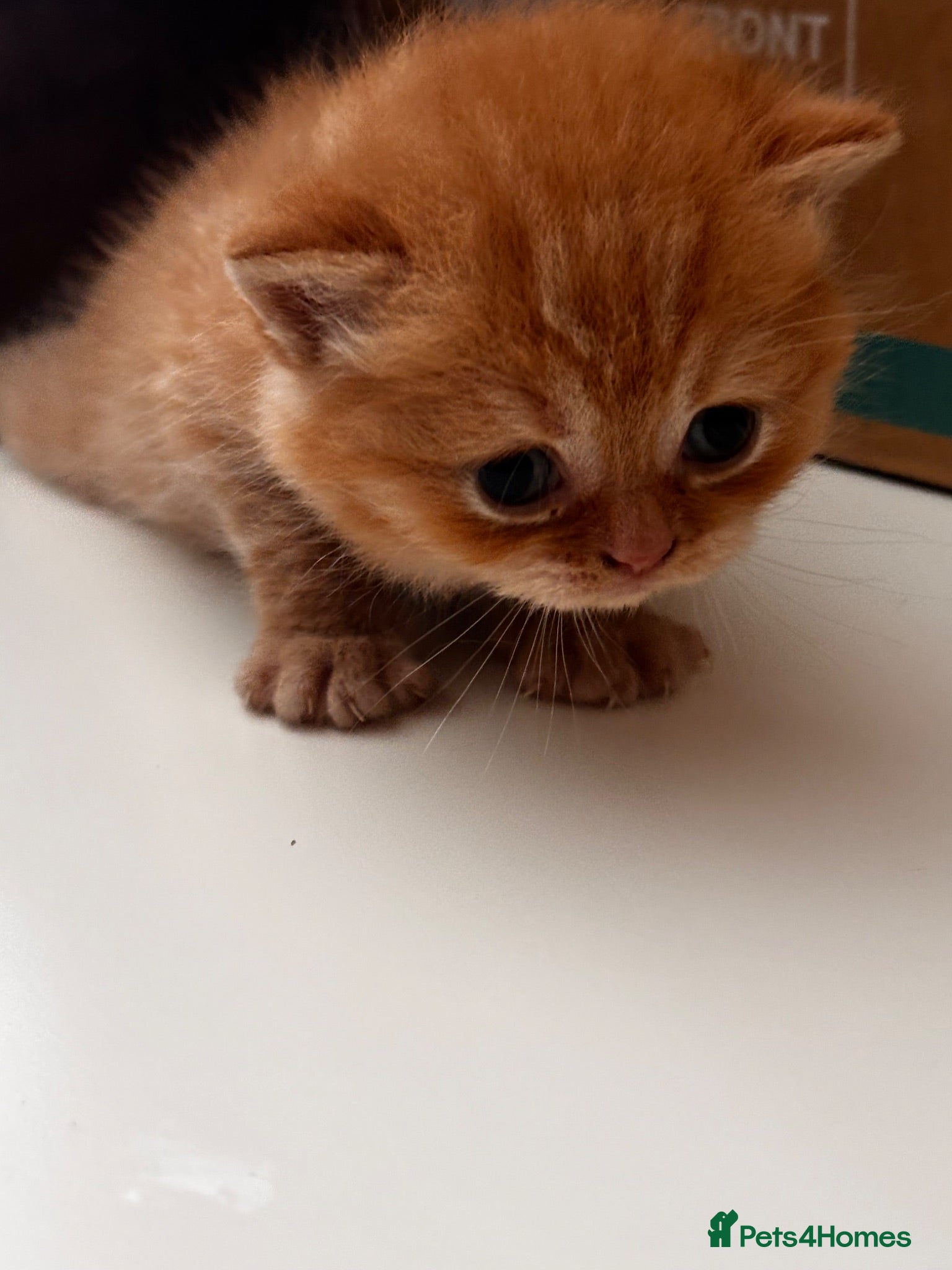 British Shorthair cats British shorthair kittens  - Advert 9
