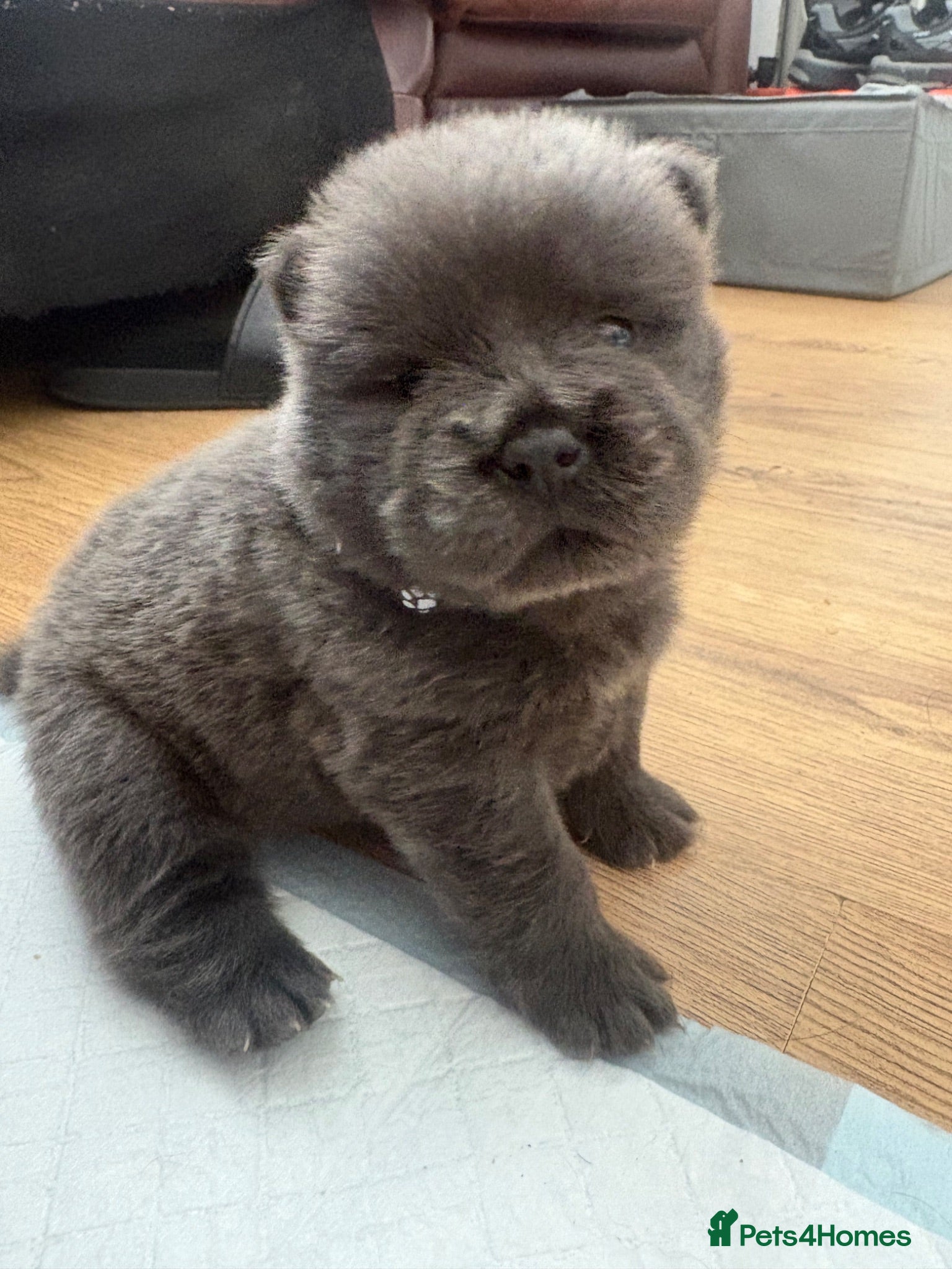 Chow Chow dogs Chow chow puppies 🩷🩷🩷💙🩷🩷🩷 - Advert 6
