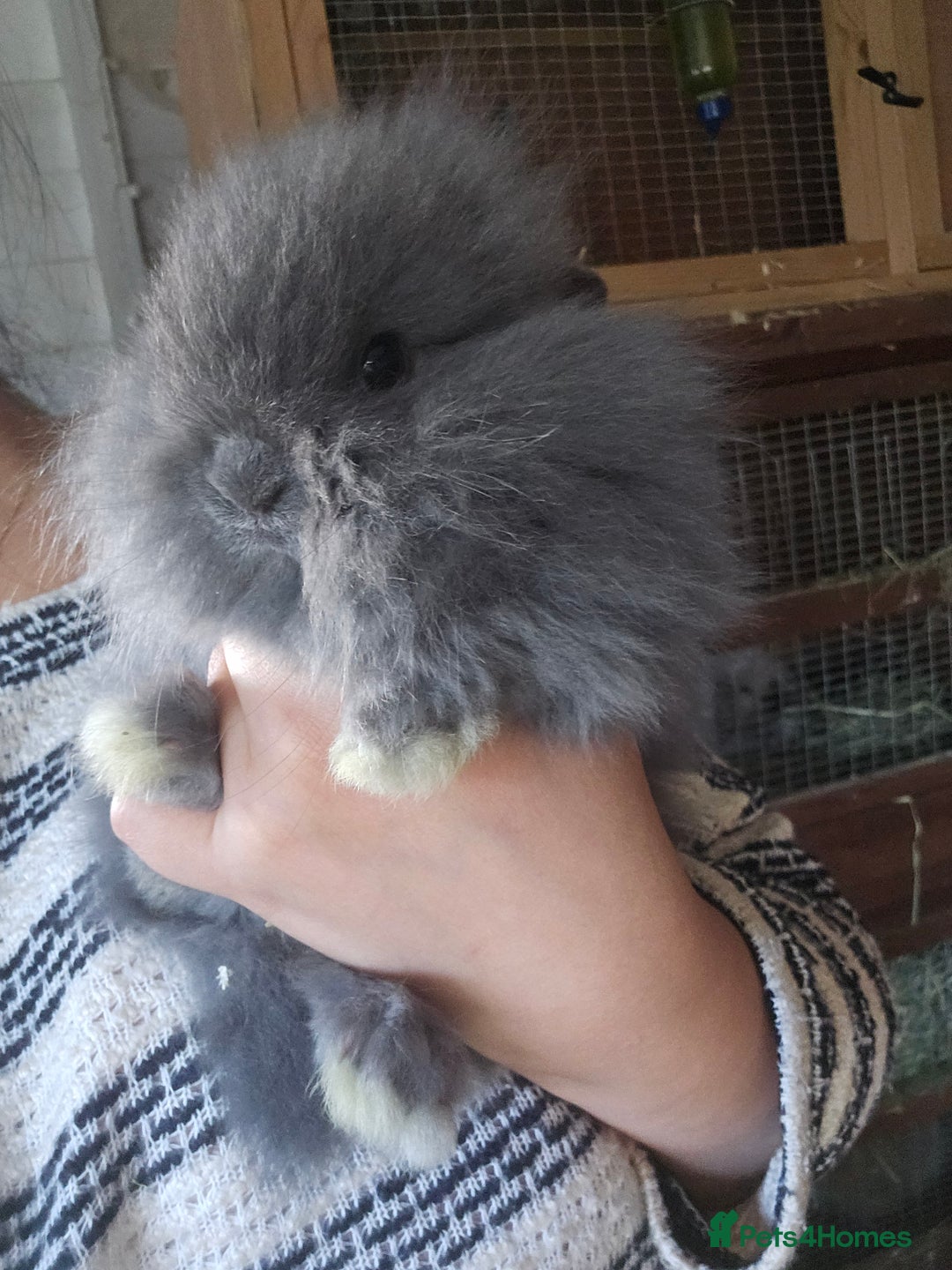 Lionhead rabbits for sale: 5 Beautiful Lion Head Babies - Advert 11
