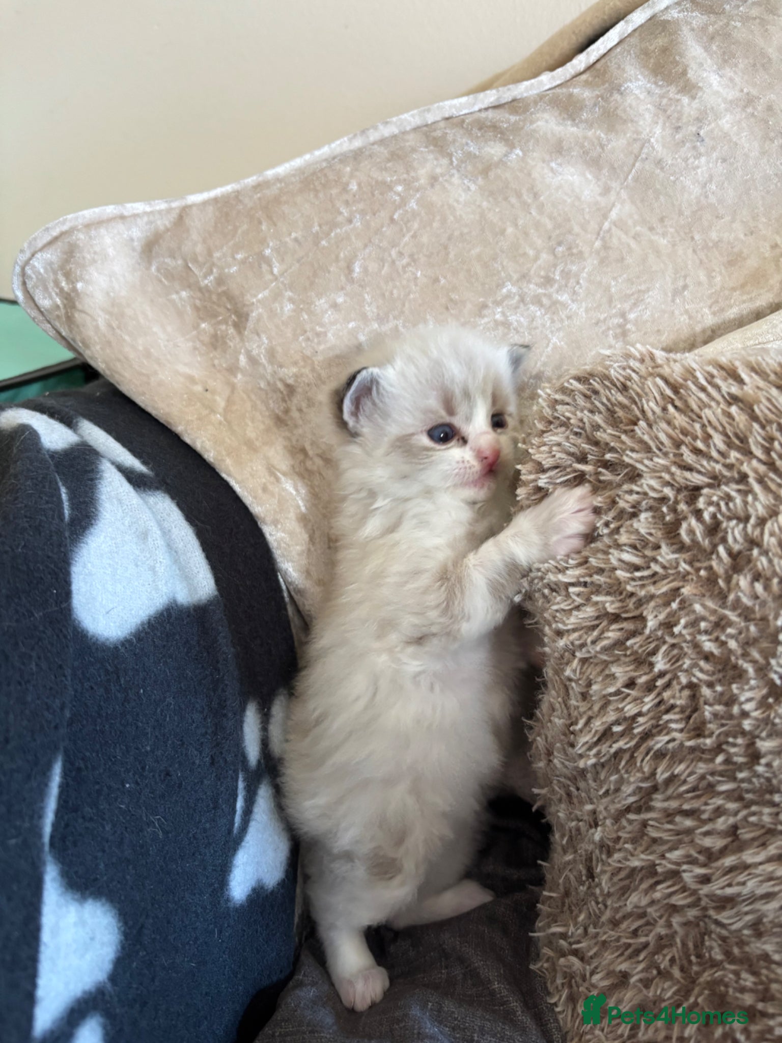 Ragdoll cats 5 Ragdoll/Bicolor Ragdoll kittens  - Advert 14