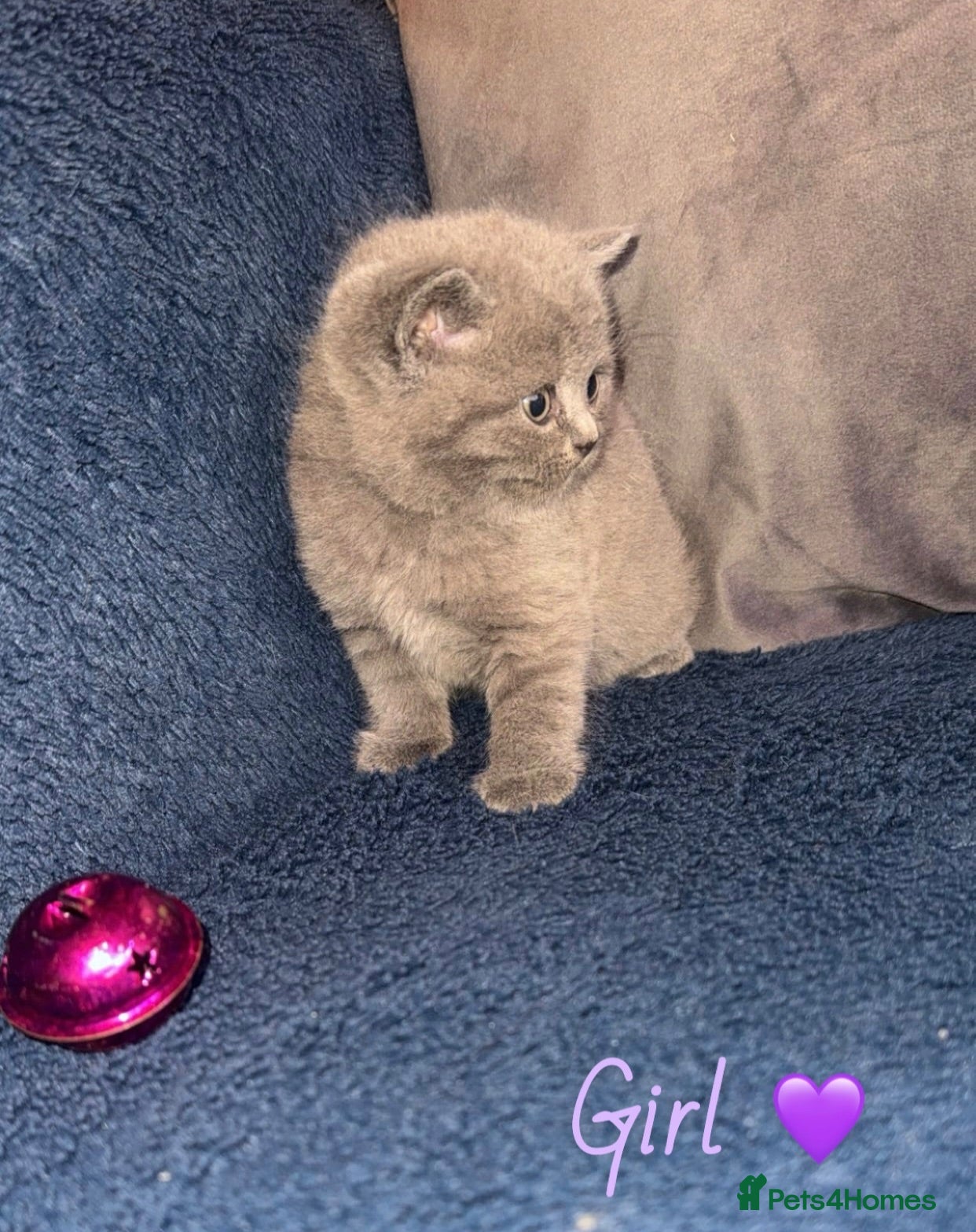 British Shorthair cats GCCF REGISTERED BRITISH SHORTHAIRS - Advert 2