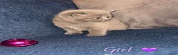 British Shorthair cats for sale: GCCF REGISTERED BRITISH SHORTHAIRS - Advert 2