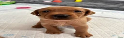 Labrador Retriever dogs for sale: Fox Red Labrador Puppies - Advert 11