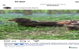 Dachshund dogs for sale: Dachshund puppies F1 - Image 6