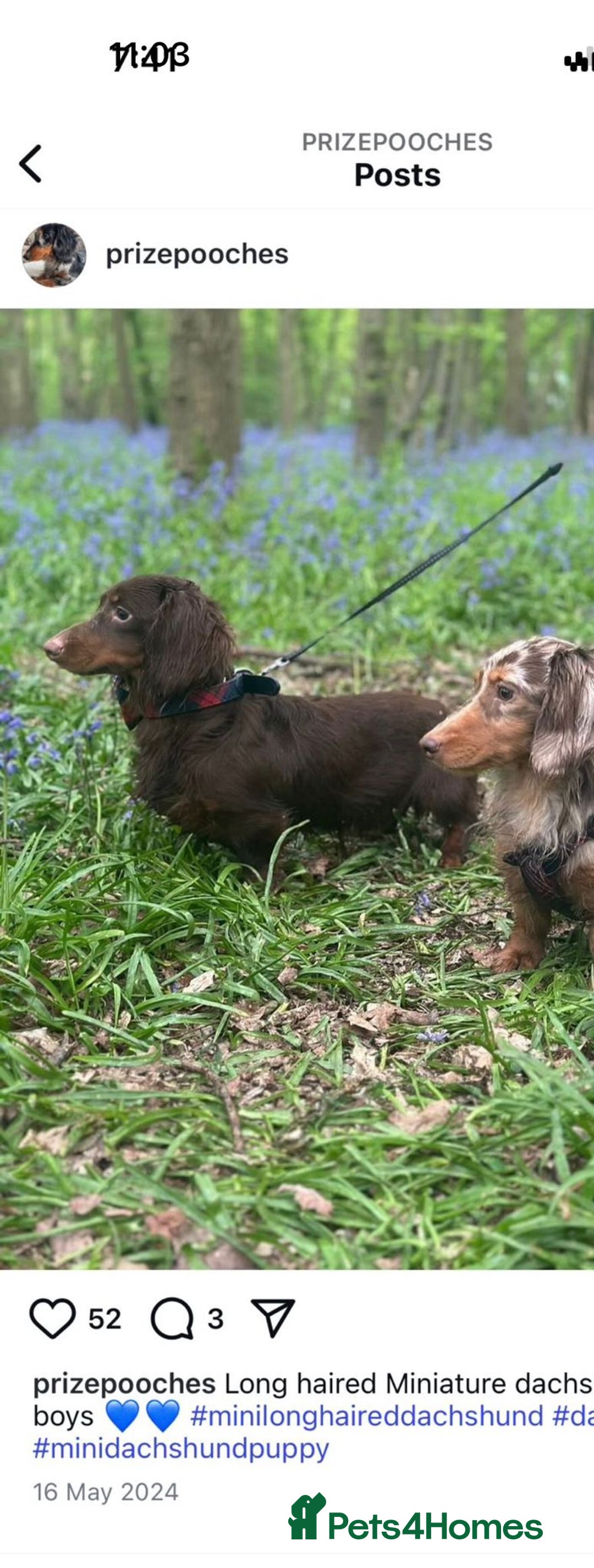 Dachshund dogs for sale: Dachshund puppies F1 - Image 6