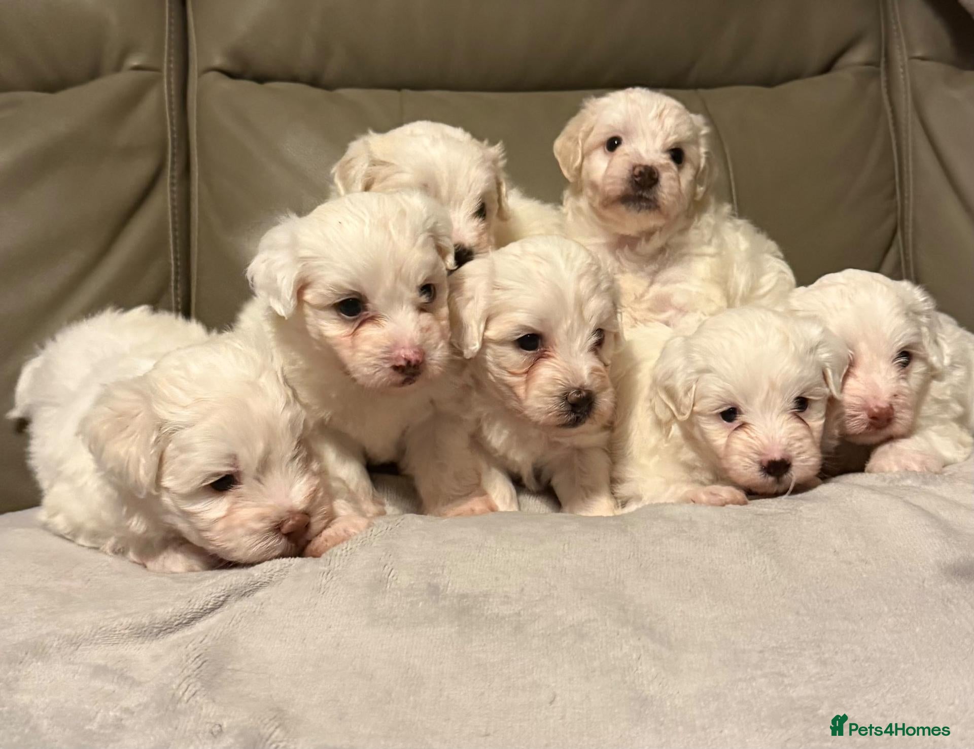 Mixed Breed dogs for sale: Maltipoo x Coton de Tulear Puppies  - Advert 7