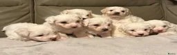 Mixed Breed dogs for sale: Maltipoo x Coton de Tulear Puppies  - Advert 1