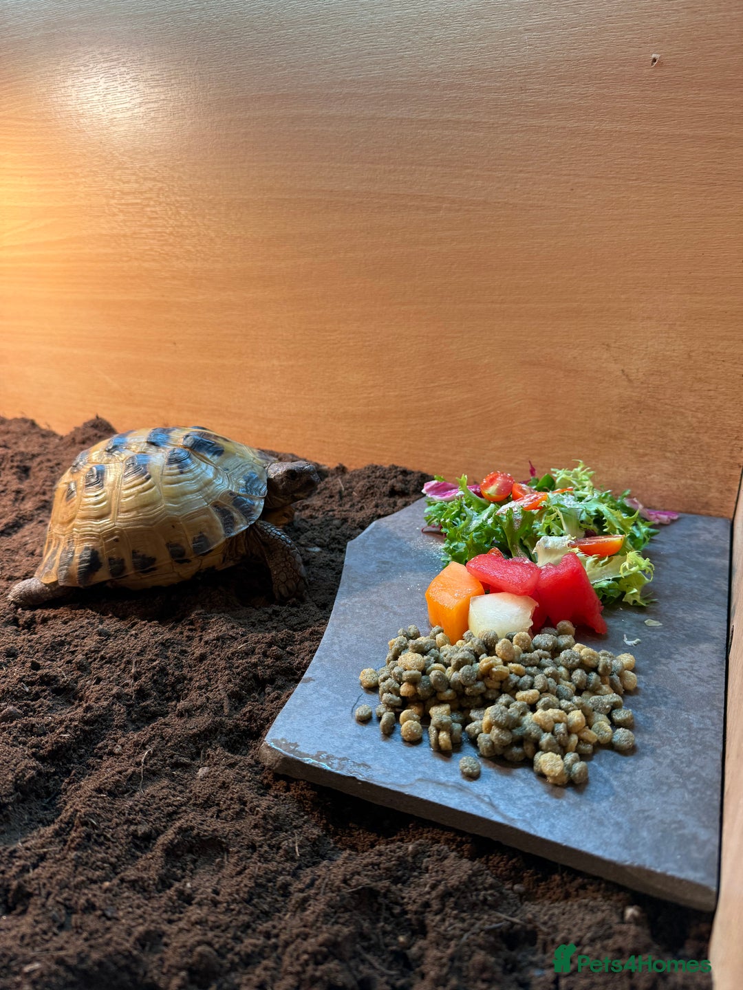 Tortoise reptiles for sale: Male Horsefield tortoise  - Image 4