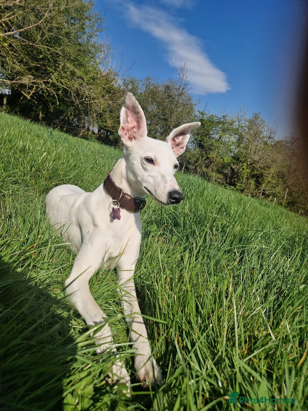 Whippet dogs for sale: Parti Whippet Puppies  in Shepton Mallet - Advert 1