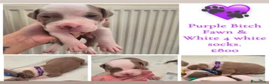Mixed Breed 5