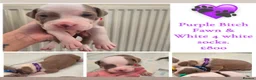 Mixed Breed dogs for sale: Stunning litter of 7 - Advert 6