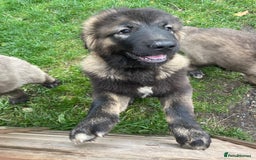 Caucasian Shepherd Dog dogs for sale: Beautiful girls of Caucasian Shepard  - Image 5