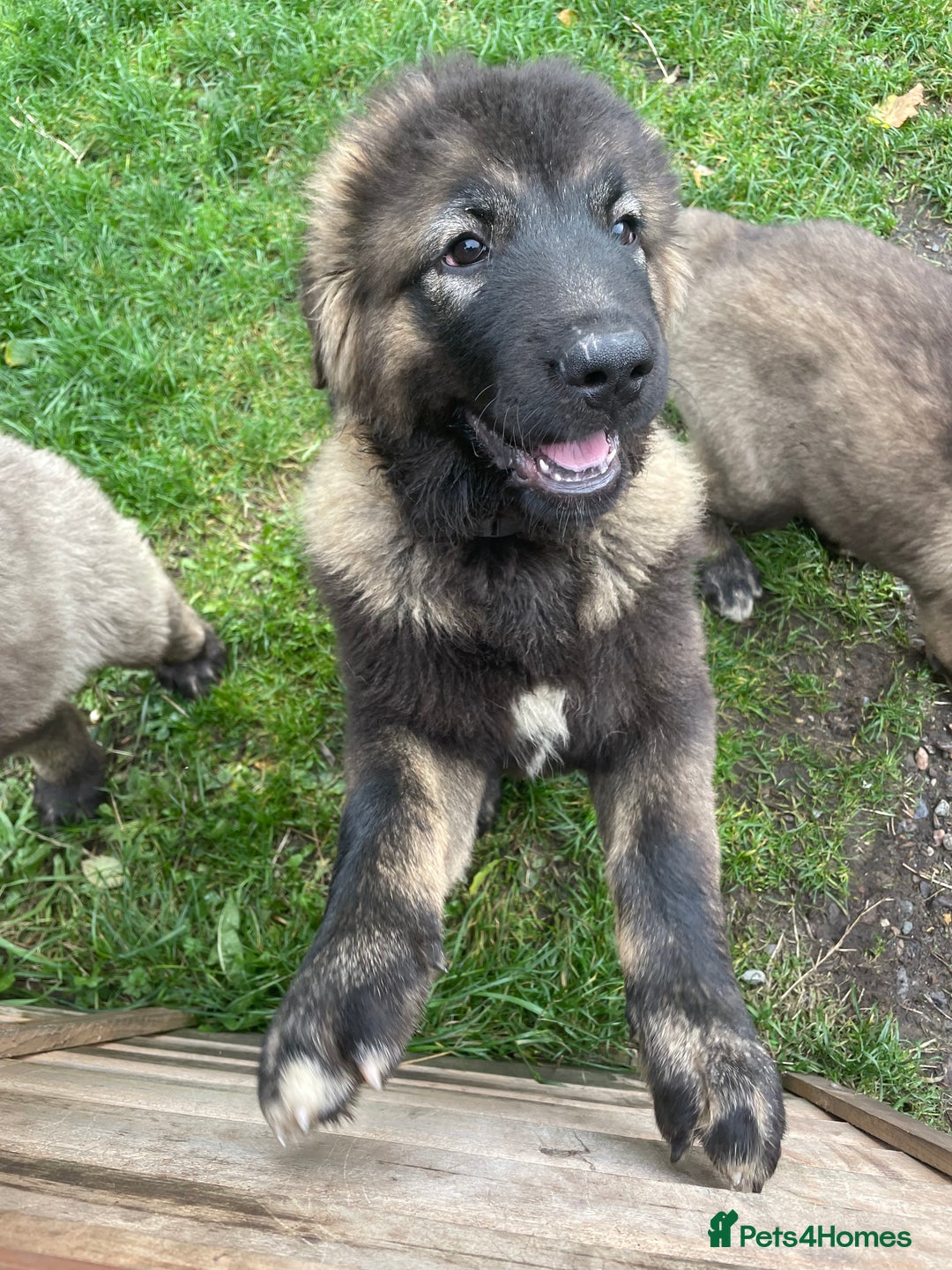Caucasian Shepherd Dog dogs for sale: Beautiful girls of Caucasian Shepard  - Image 5