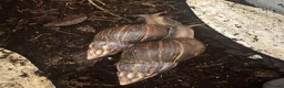 Snails invertebrates for sale: 2 lovely Giant African Land Snails with everything - Advert 1