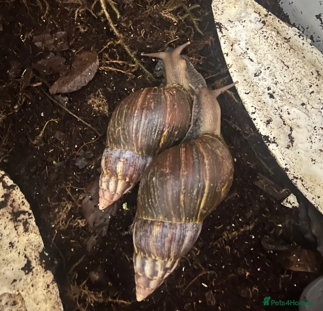 Snails invertebrates for sale: 2 lovely Giant African Land Snails with everything - Advert 1
