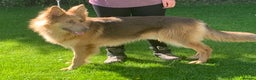 German Shepherd dogs for stud: Proven kcreg Isabella and tan German shepherd  in Dundee - Advert 3