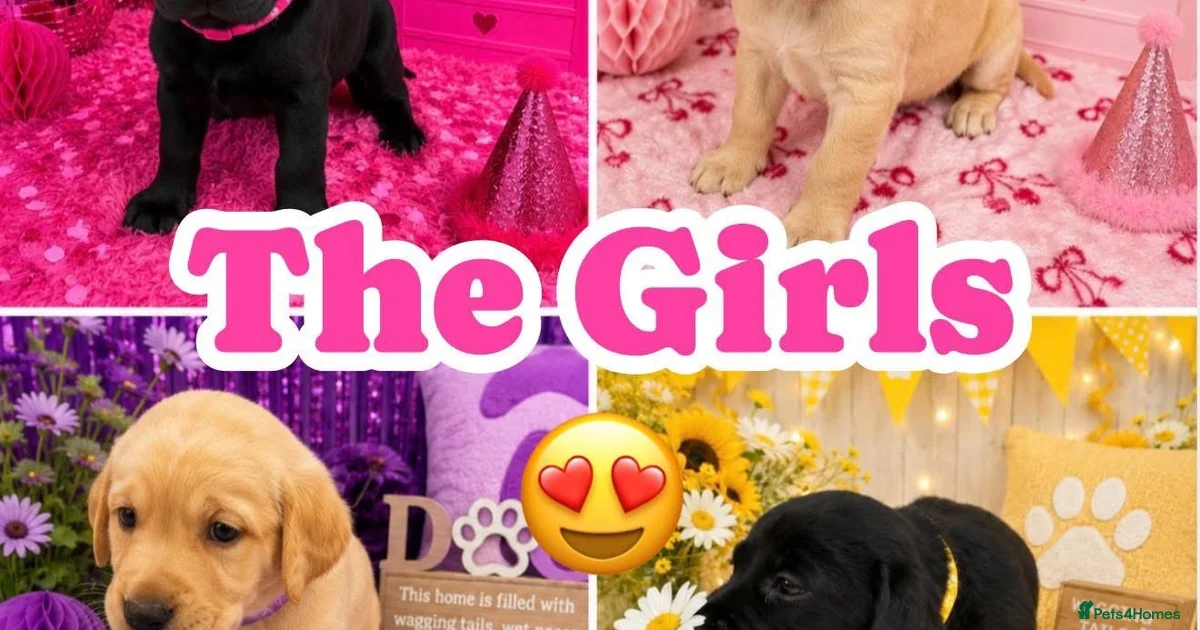 Labrador Puppies Labrador Retriever Puppies For Sale Pets4Homes labrador-puppies-labrador-retriever-puppies-for-sale-pets4homes