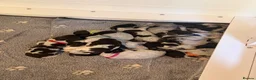German Shorthaired Pointer dogs for sale: Stunning litter of 14 German short-haired pointers in Winchester - Advert 25