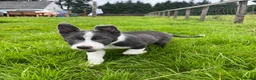 Border Collie dogs for sale: Grey and white collie pups  in Girvan - Advert 6