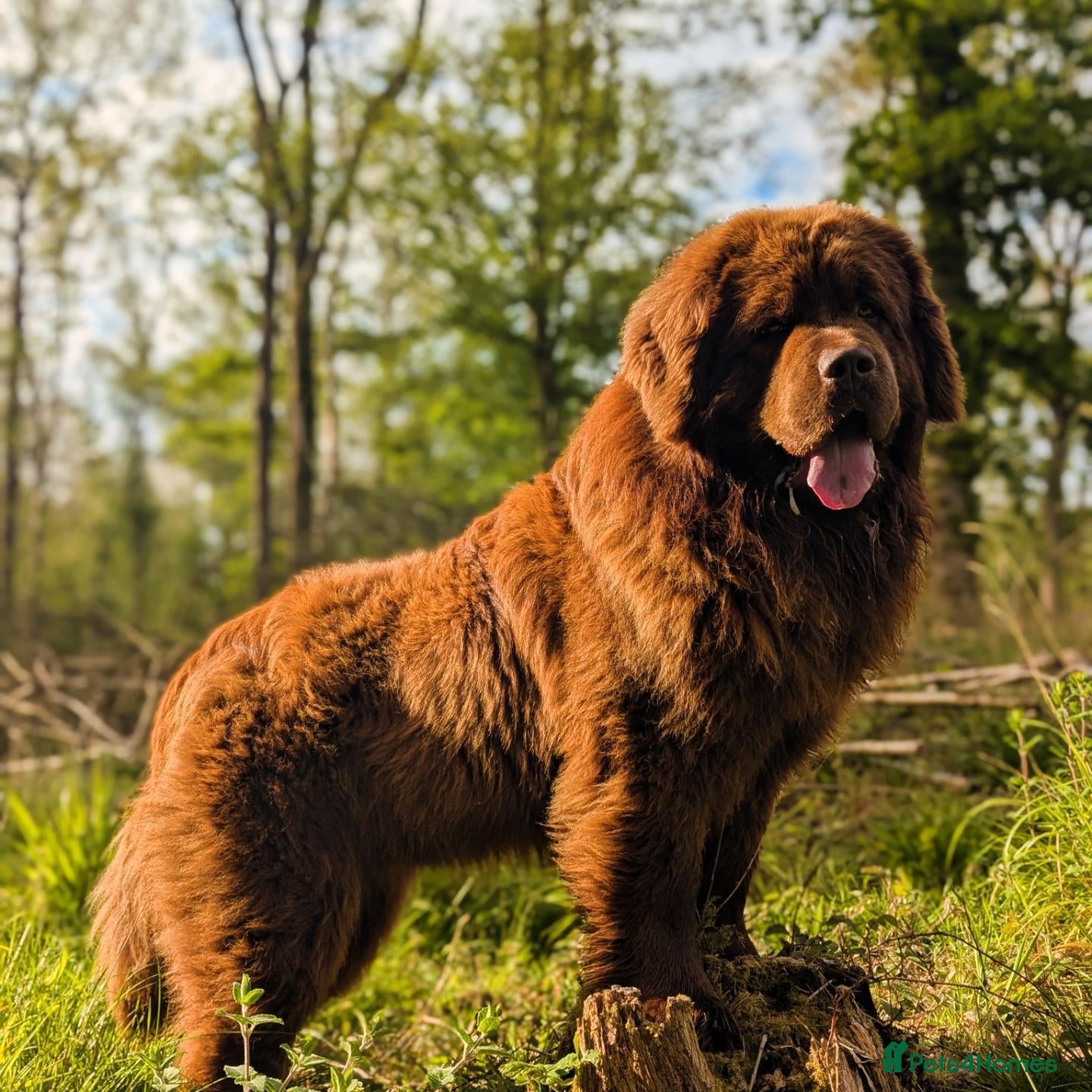 Newfoundland dogs Brown kc registered newfoundland  - Advert 1