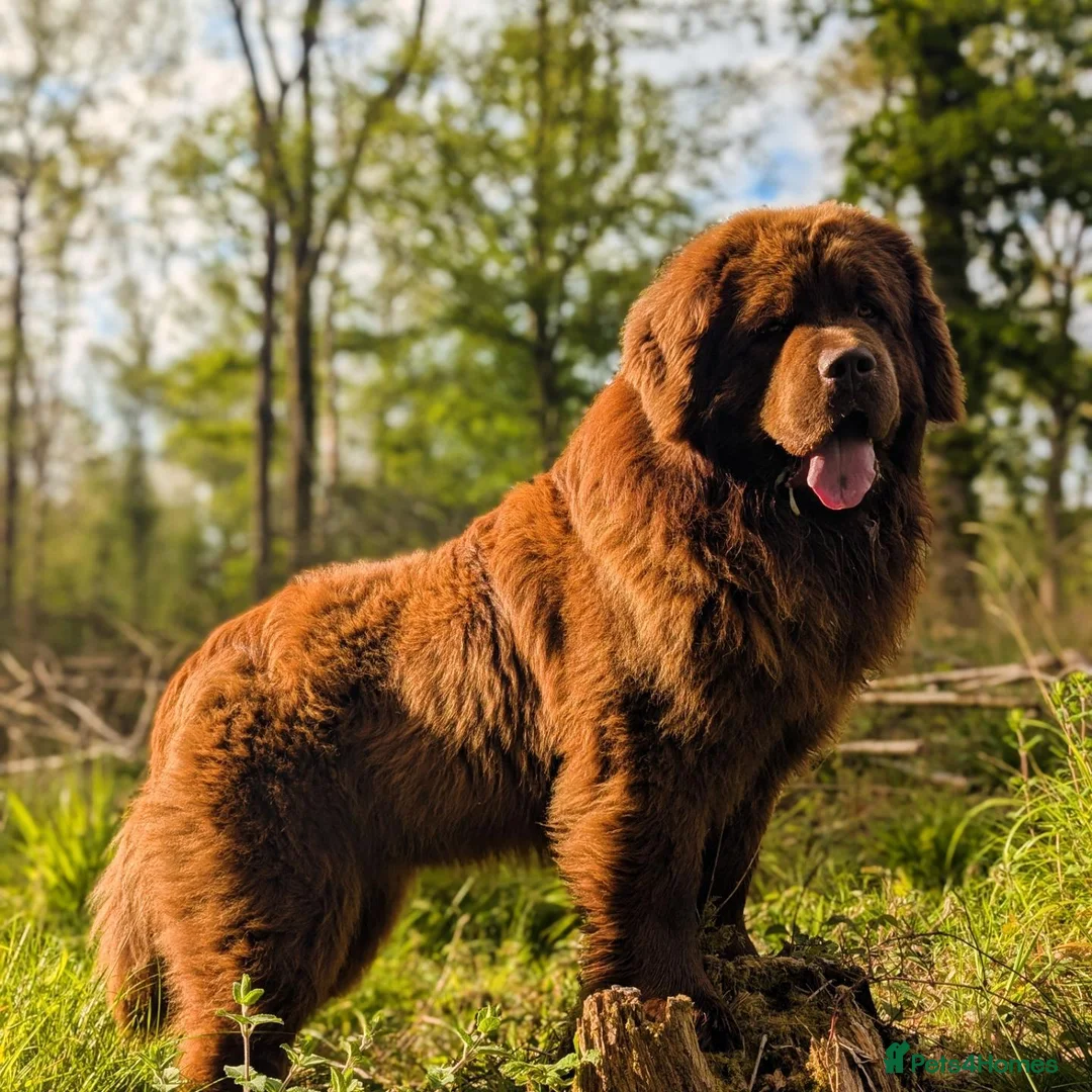 Newfoundland dogs for stud: Brown kc registered newfoundland  in Alcester - Advert 1