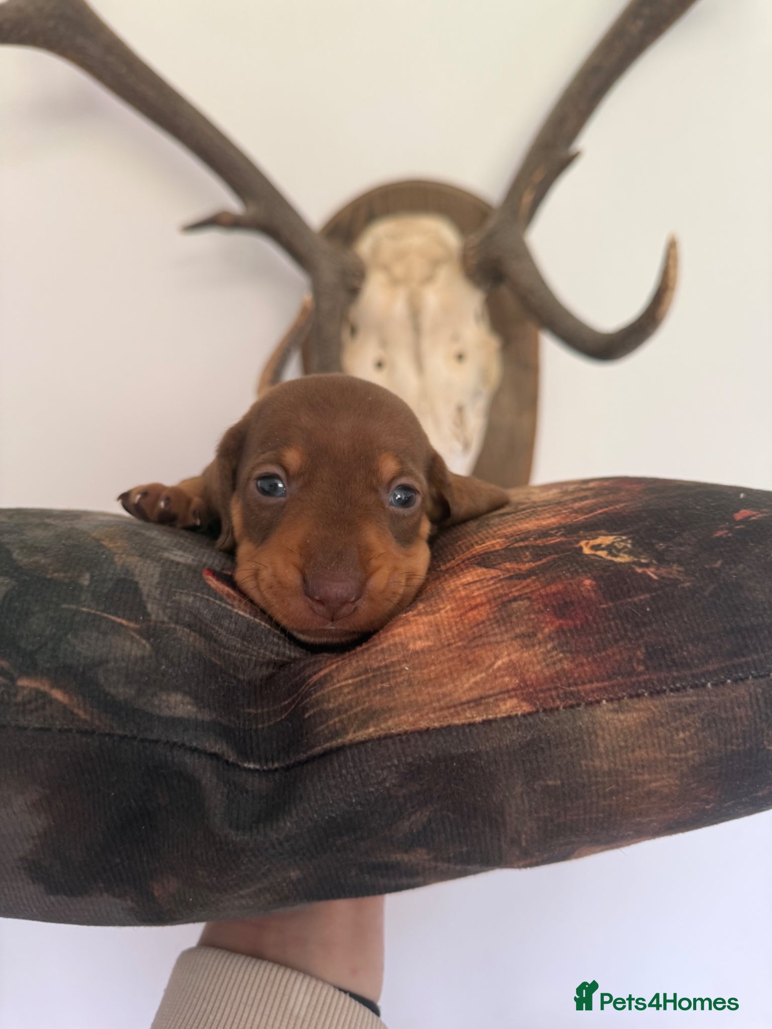 Dachshund dogs for sale: Teckel Dachshund Puppies Working Lines Family Bred - Advert 1