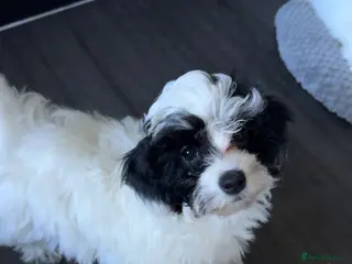 Maltipoo dogs Maltipoo’s - fully vaccinated and ready to leave. - Advert 1