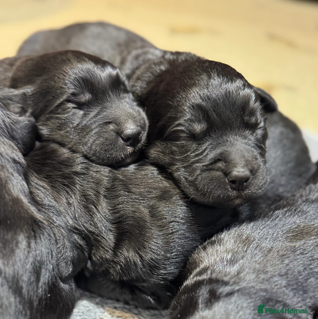 Labrador Retriever dogs for sale: Labrador x huntaway puppies ⭐️only 1 girl left⭐️ - Advert 14