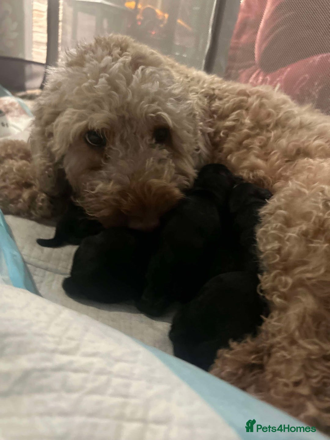 Yorkiepoo dogs for sale: Yorkiepoos - Advert 4