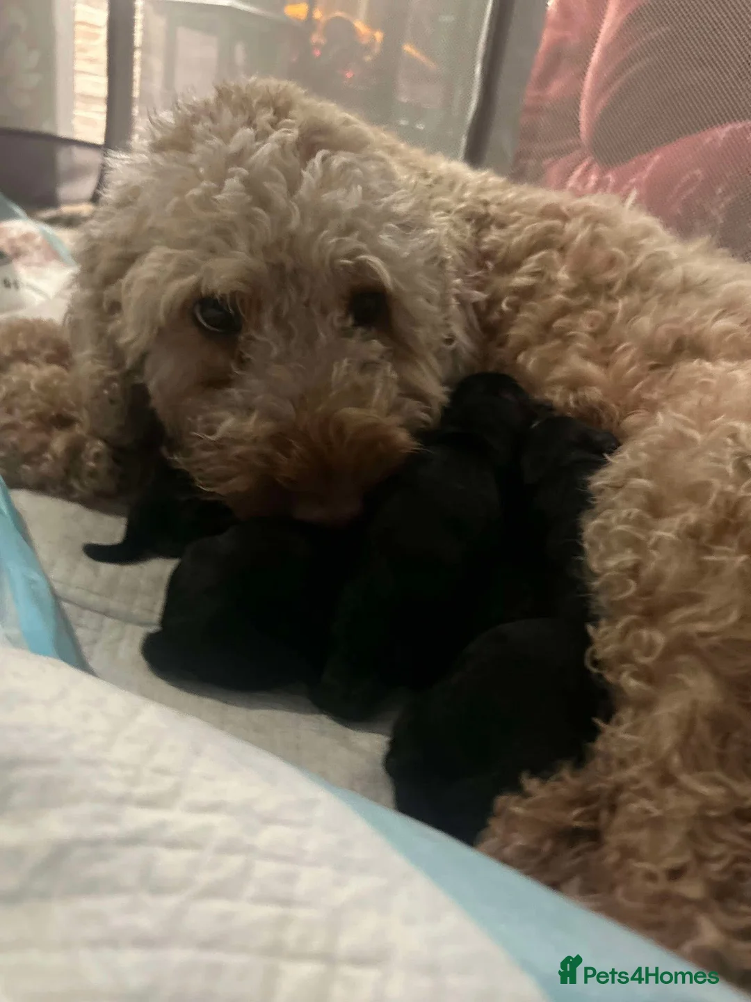 Yorkiepoo dogs for sale: Yorkiepoos - Advert 2