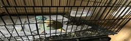 Parakeets birds for sale: Kakariki in Bolton - Advert 4