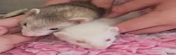 Ferret rodents for sale: 2 x ferrets and hutch food etc - Advert 2