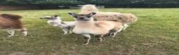 Llama livestock for sale: 4 female llamas in York - Advert 10