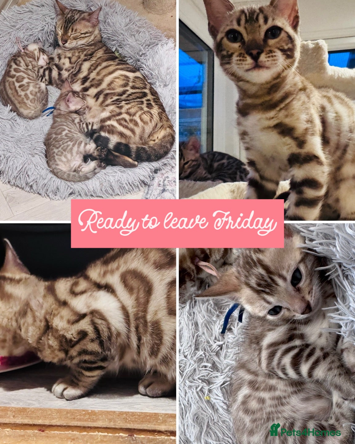 Bengal cats Mink Female Bengal Kitten. Ready to Leave 9/1/26 - Advert 3