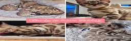 Bengal cats for sale: Mink Female Bengal Kitten. Ready to Leave 9/1/26 - Advert 1
