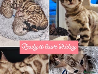 Bengal cats Mink Female Bengal Kitten. Ready to Leave 9/1/26 - Advert 11