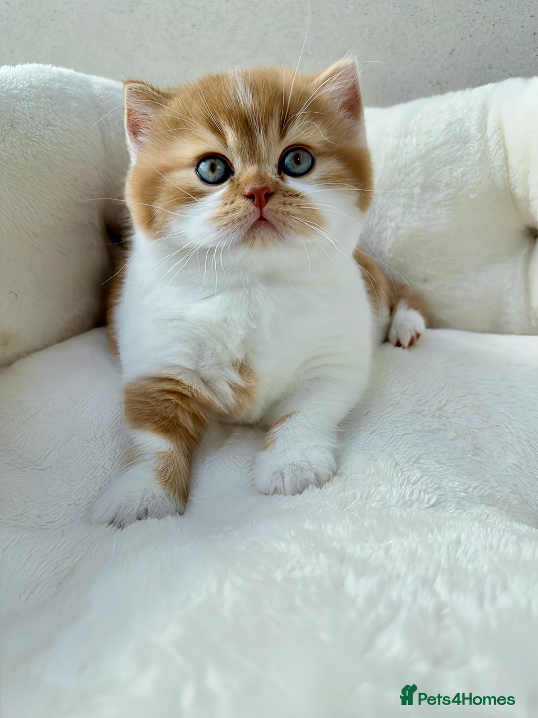 British Shorthair cats for sale: Exceptional British Shorthair Kittens, GCCF& TICA  - Image 4