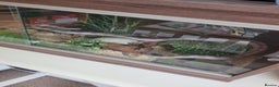 Corn Snake reptiles for sale: Corn snake  - Advert 2