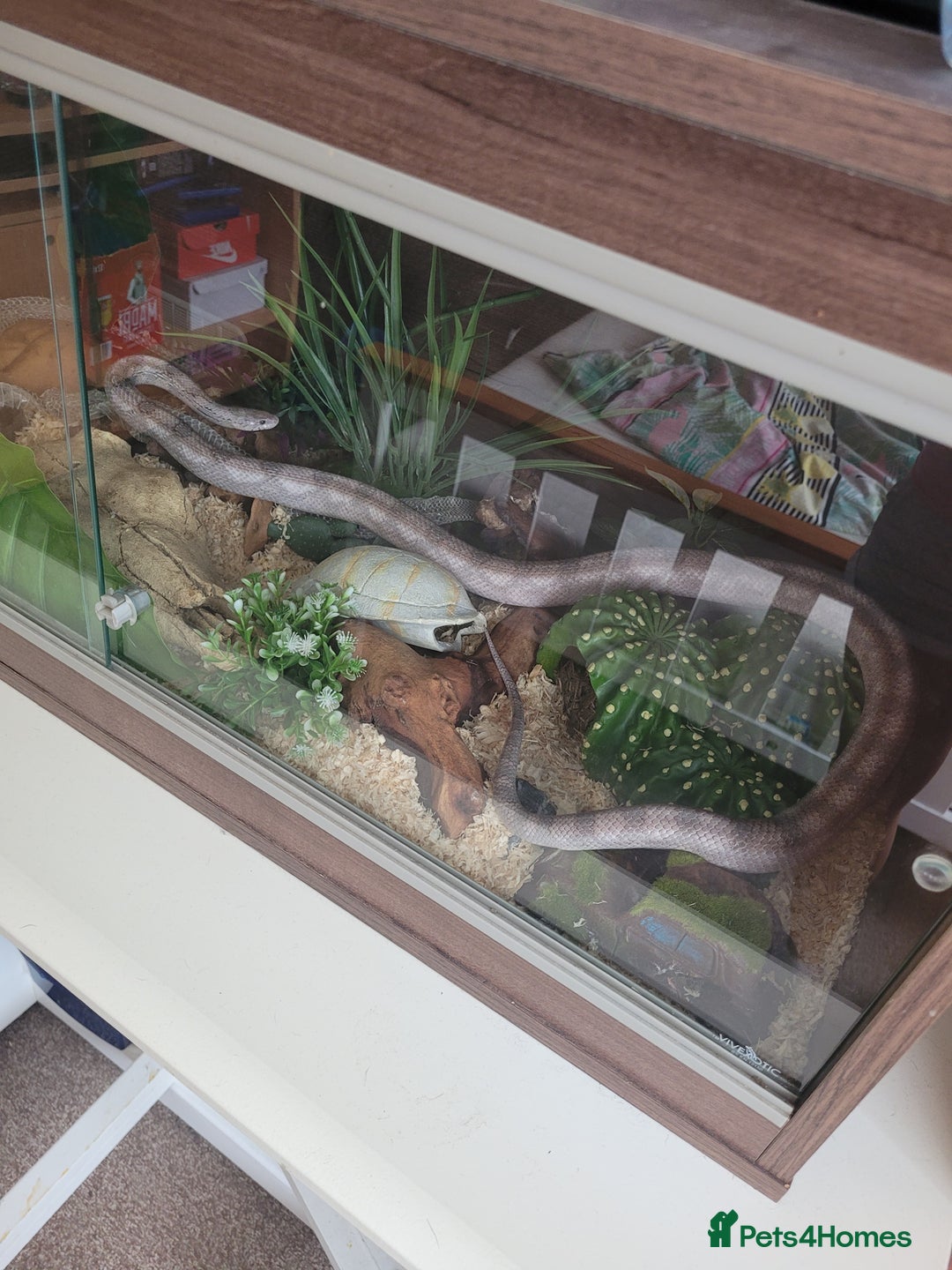 Corn Snake reptiles for sale: Corn snake  - Advert 2