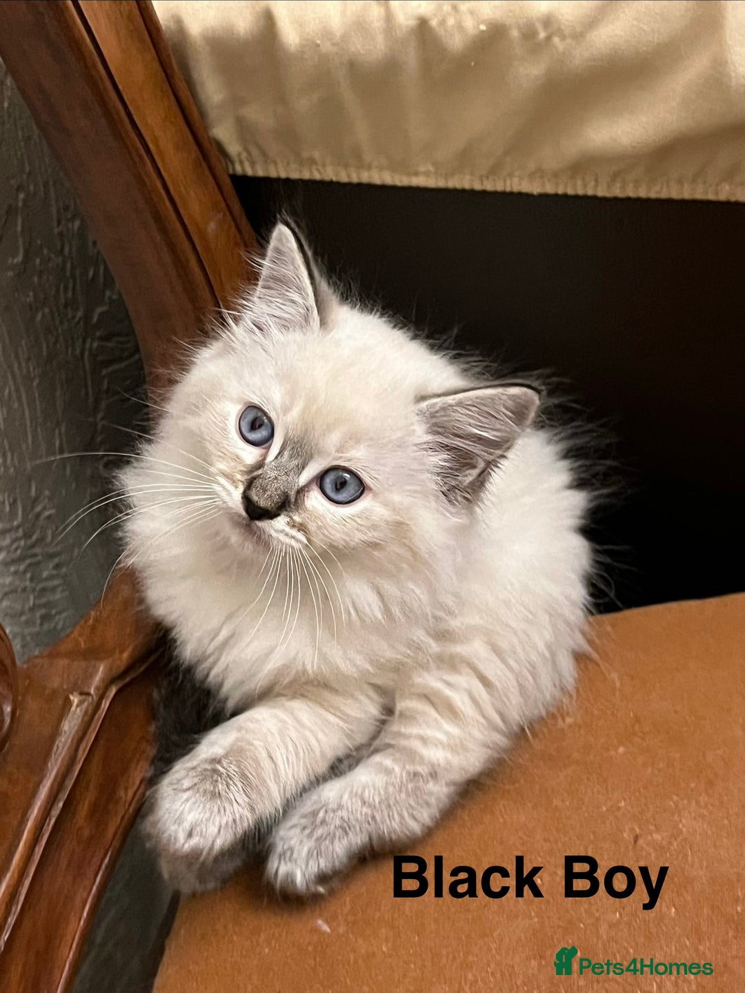 Ragdoll cats for sale: ❤️5 Beautiful Pure Ragdoll Kittens❗️❤️🐈 - Advert 8