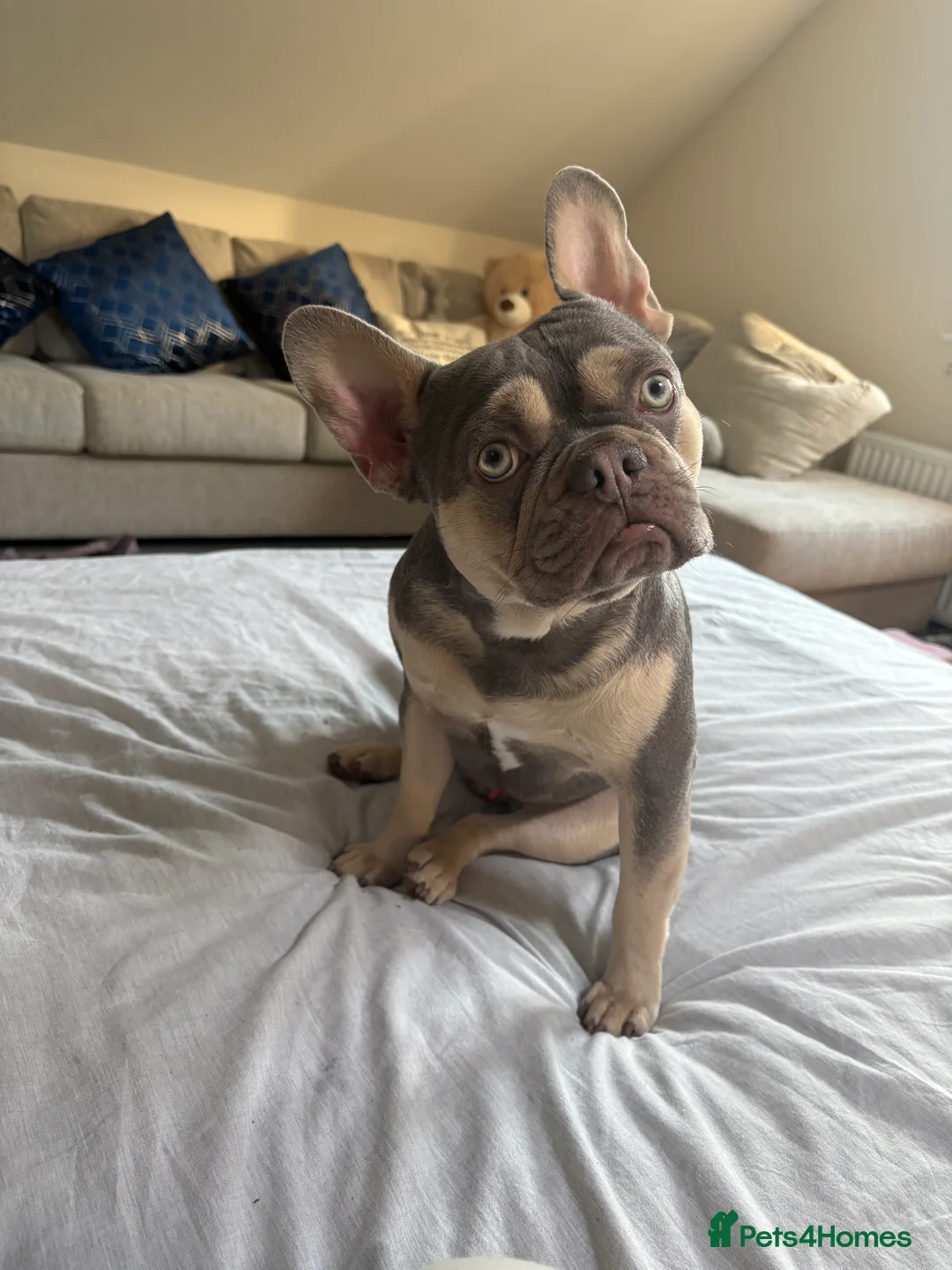 French Bulldog dogs for sale: Beautiful Blue and cream frenchie  - Advert 3