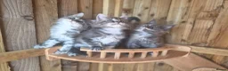Maine Coon cats for sale: Pure Bred Maine Coon Kittens - Advert 21