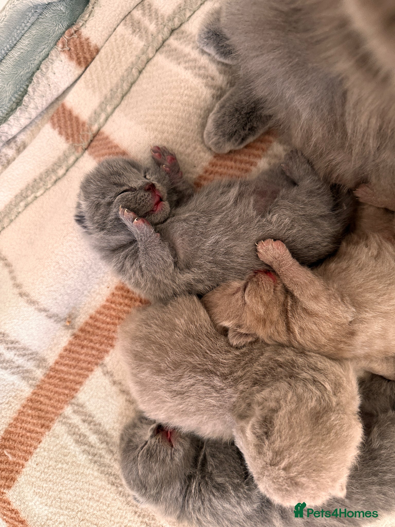 British Shorthair cats Stunning Blue & Lilac BSH - Active Reg Parents - Advert 2