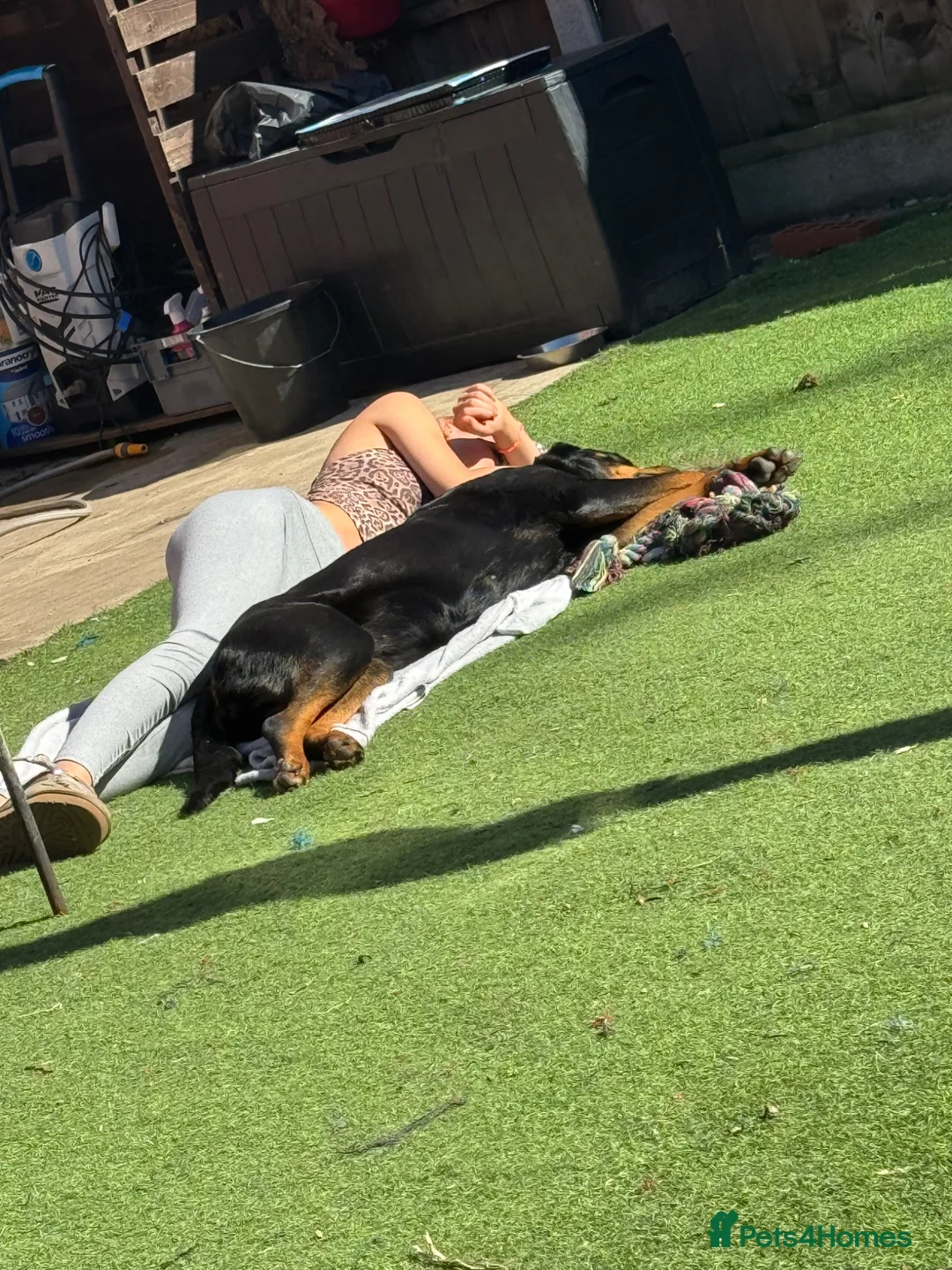 Rottweiler dogs for sale: Kc reg rotweiller pup waiting list now open  in Derby - Advert 9