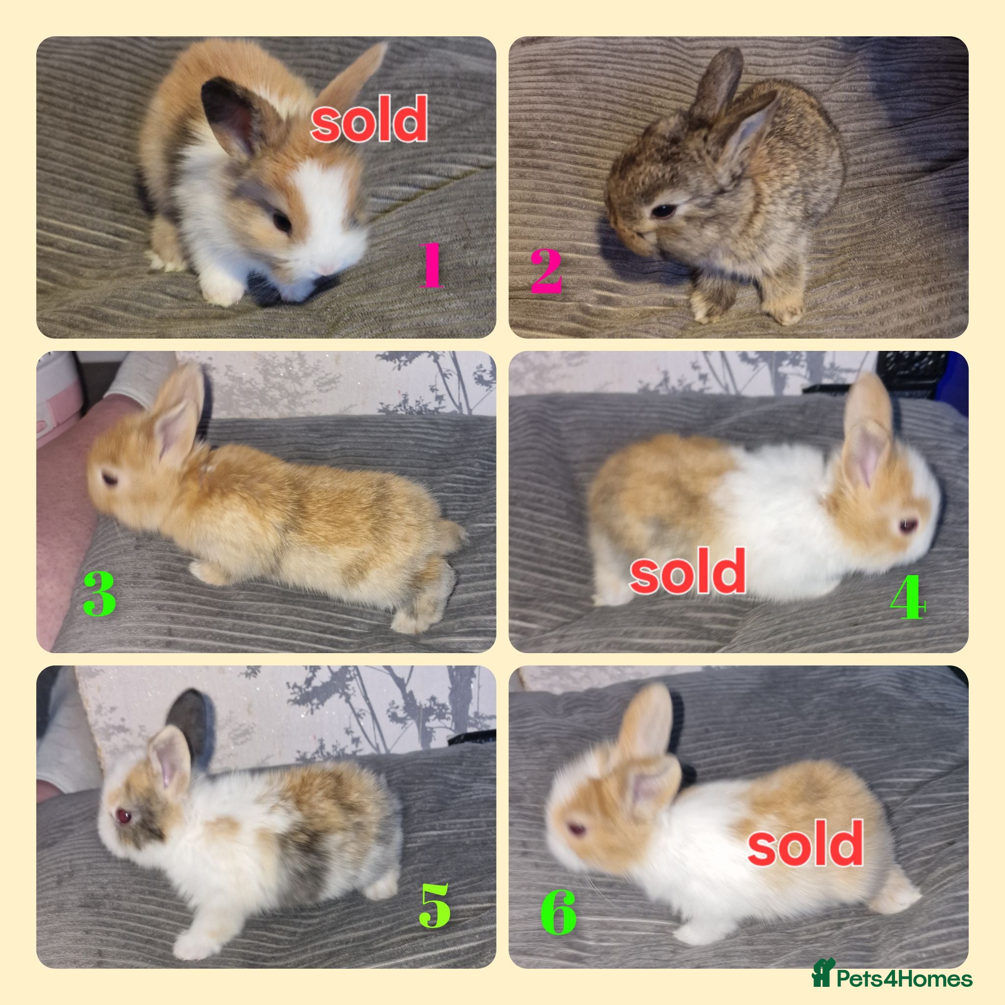 Mini Lion Lop rabbits Mini lion lops available now  - Advert 2