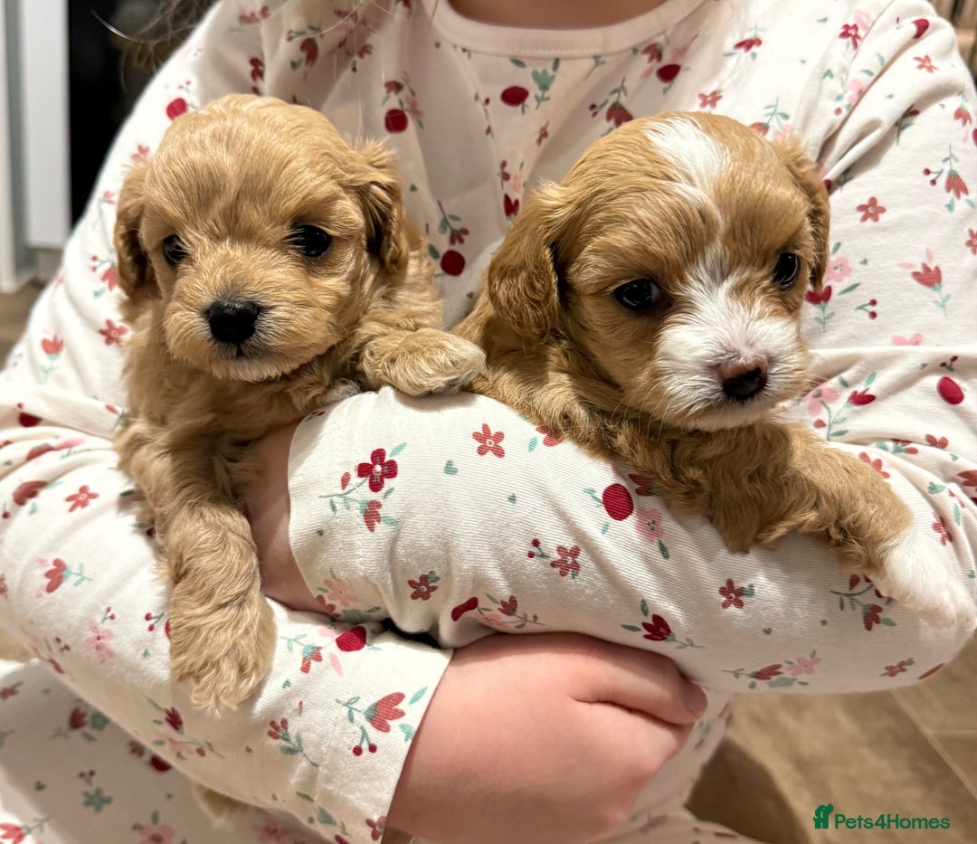 Maltipoo dogs for sale: Beautiful tiny F1 Asian Maltipoo puppies  - Advert 1