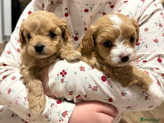 Maltipoo dogs Beautiful tiny F1 Asian Maltipoo puppies - Advert 1