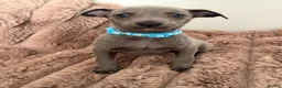 Whippet dogs for sale: STUNNING BLUE WHIPPET PUPS KENNEL CLUB REGISTERED  - Advert 12
