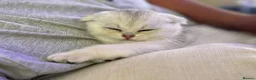 Scottish Fold cats for sale: British short hairs (Scottish straight) ready  - Advert 31